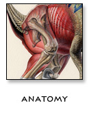 Anatomy